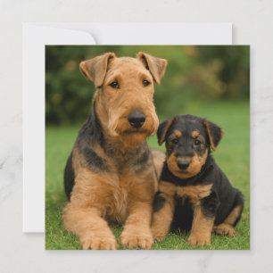 Airedale Terrier mit Welpe Feiertagskarte