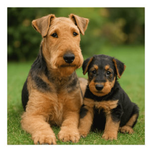 Airedale Terrier mit Welpe Fotodruck