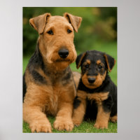 Airedale Terrier mit Welpe