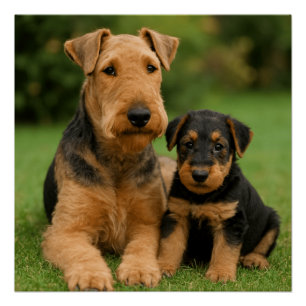 Airedale Terrier mit Welpe Poster