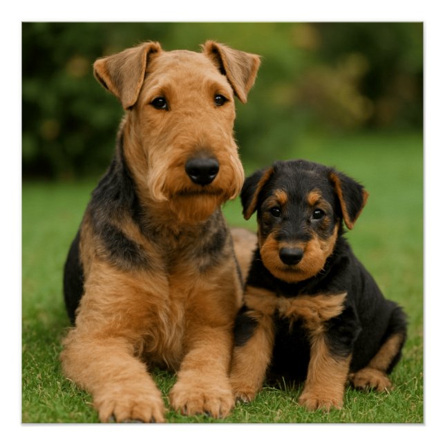 Airedale Terrier mit Welpe Poster (Vorderseite)