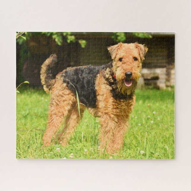 Airedale Terrier Puppy Dog (Horizontal)