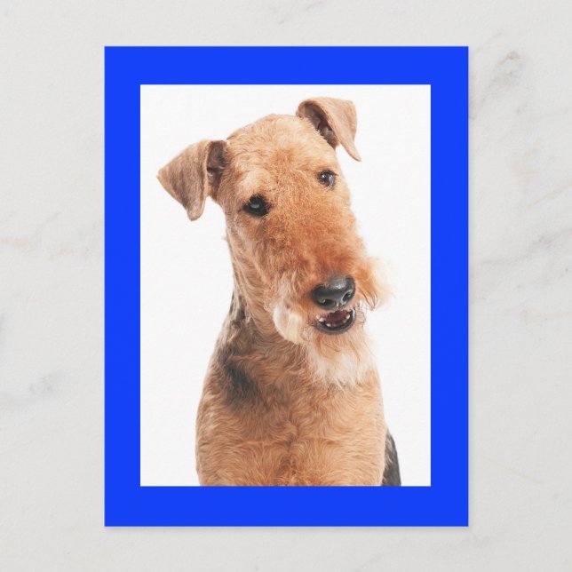 Airedale Terrier Puppy Dog Blue Postkarte (Vorderseite)