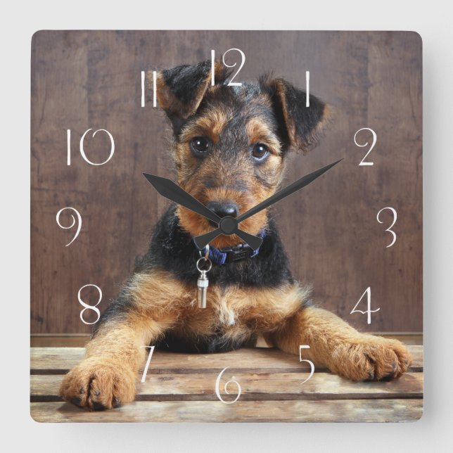 Airedale terrier puppy quadratische wanduhr (Vorderseite)