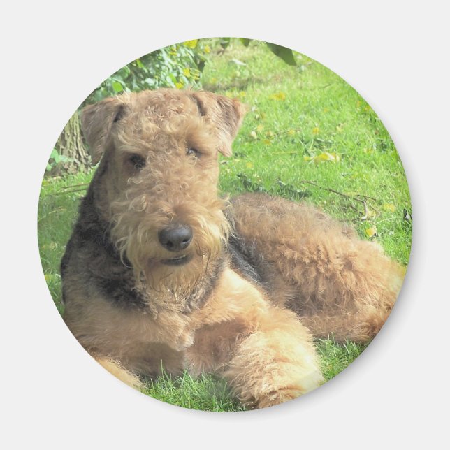 Airedale Terrier Round Magnet (Vorne)