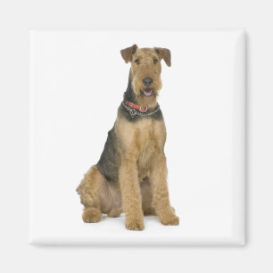 Airedale Terrier Welpe Hund Liebe Magnet