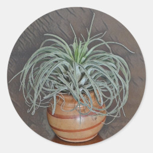 Airplant Oaxacana Runder Aufkleber