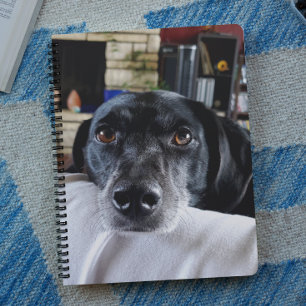 Ajouter la photo de votre chien à cette personnali