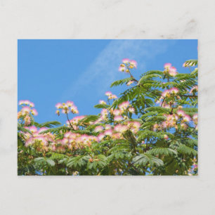 Akacia Albizia travel Postkarte