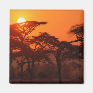 Akazienwald bei Sonnenuntergang silhouettiert, Tar Magnet