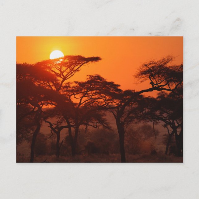 Akazienwald bei Sonnenuntergang silhouettiert, Tar Postkarte (Vorderseite)