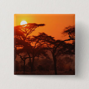 Akazienwald vor Sonnenuntergang, Tarangire Button