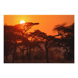 Akazienwald vor Sonnenuntergang, Tarangire Fotodruck