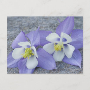 Akelei-Blumen Postkarte
