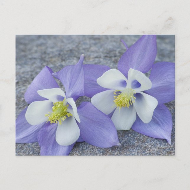 Akelei-Blumen Postkarte (Vorderseite)