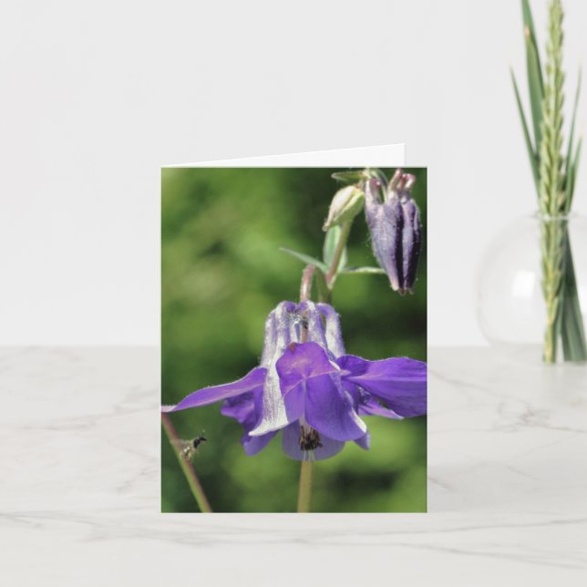 Akelei- und Bienen-Blumen-Fotografie (Vorderseite)