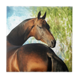 Akhal-Teke-Hengst Fliese