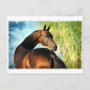 Akhal-Teke-Hengst Postkarte