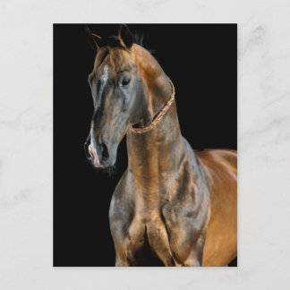 Akhal-Teke Horse Postkarte