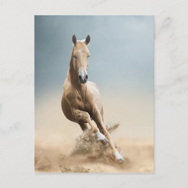Akhal-Teke Horse Postkarte (Vorderseite)
