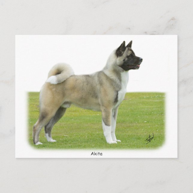 Akita 9R071D-147 Postkarte (Vorderseite)
