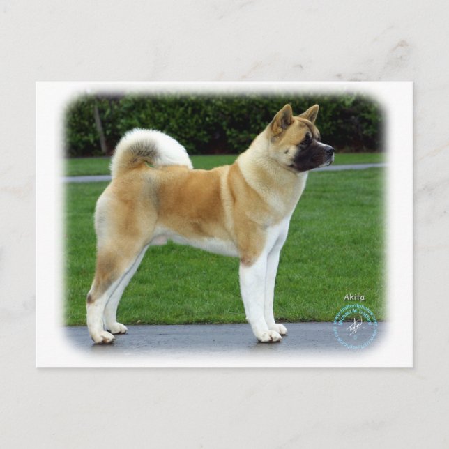 Akita 9T031D-052 Postkarte (Vorderseite)