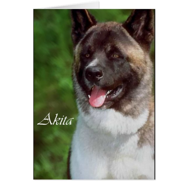 Akita Dons d'Art (Devant)