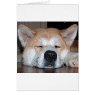 akita dormir.png