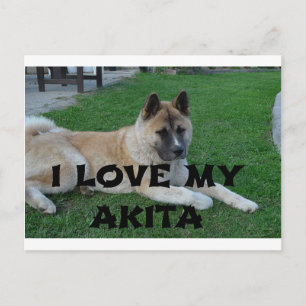 Akita-Fawn liegt Liebe mit Bild Postkarte