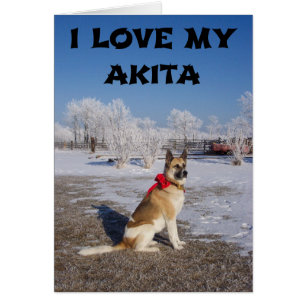 Akita-Fawn-Schwarz-Overlay in Schnee Liebe mit Bil