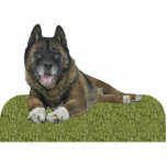 Akita Freistehende Fotoskulptur<br><div class="desc">Diese Fotoskulptur ist von einem schönen Akita. Sie können diesen Entwurf besonders anfertigen und ihn in einer Vielzahl von Größen bestellen. Dieser Akita-Entwurf ist auch verfügbar als geformte, Ausschnittmagneten, Verzierungen, Buttone und Schlüsselanhänger.</div>