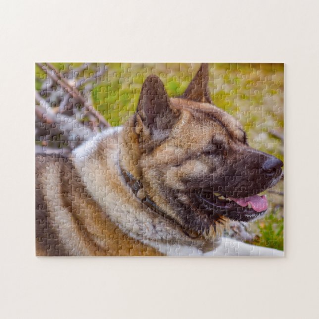 Akita Hund. (Horizontal)