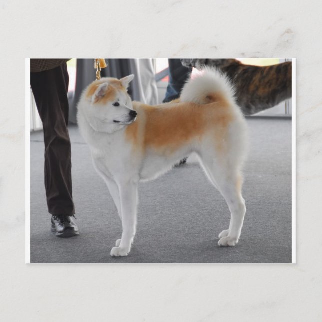 Akita Inu Hund in einer Hundeschau Postkarte (Vorderseite)