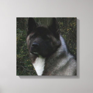 Akita Pinto schwarze Maske Leinwanddruck