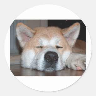 akita sleeping.png runder aufkleber