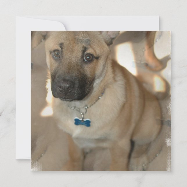 Akita Welpe-Einladung Einladung (Vorderseite)