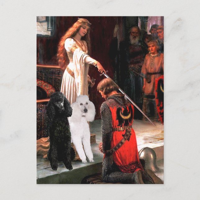 Akkolade - Poodle (ZWEI Standard) Postkarte (Vorderseite)