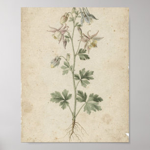 Akolvenblumen Botanische Kunst Poster