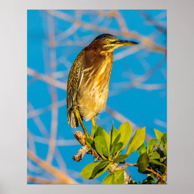 Akt Natural 16 x 20 Poster (Vorne)