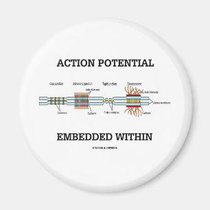 Aktionspotenzial eingebettet innerhalb magnet