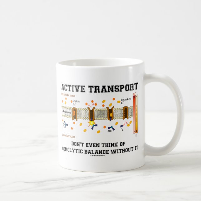 Aktiver Verkehr: kein osmolytisches Gleichgewicht Kaffeetasse (Rechts)