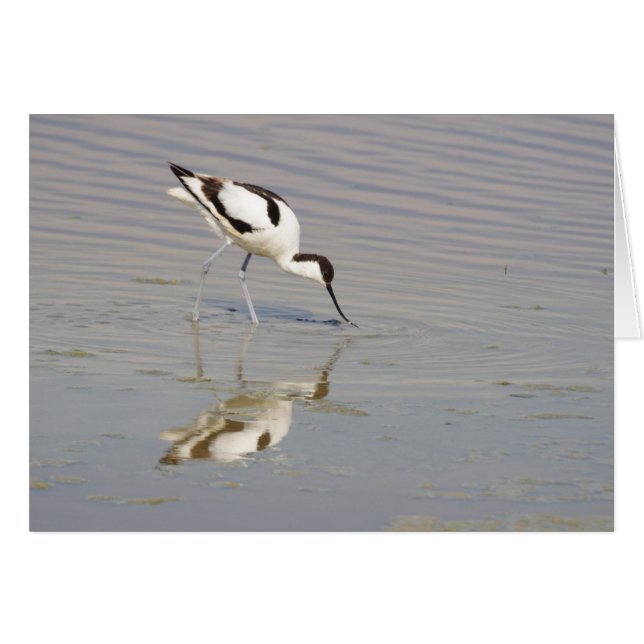 Akurvirostra avosetta (Vorderseite (Horizontal))