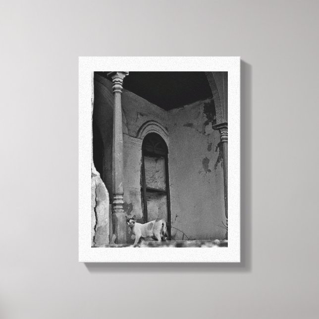 Al Balad Cat Leinwanddruck (Vorderseite)