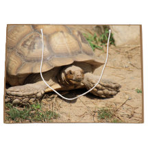 Ala aldabra