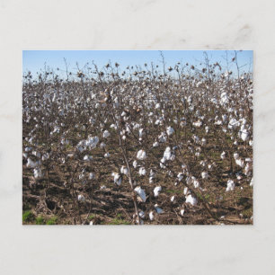 Alabama Baumwollfeld Naturfotografie Postkarte