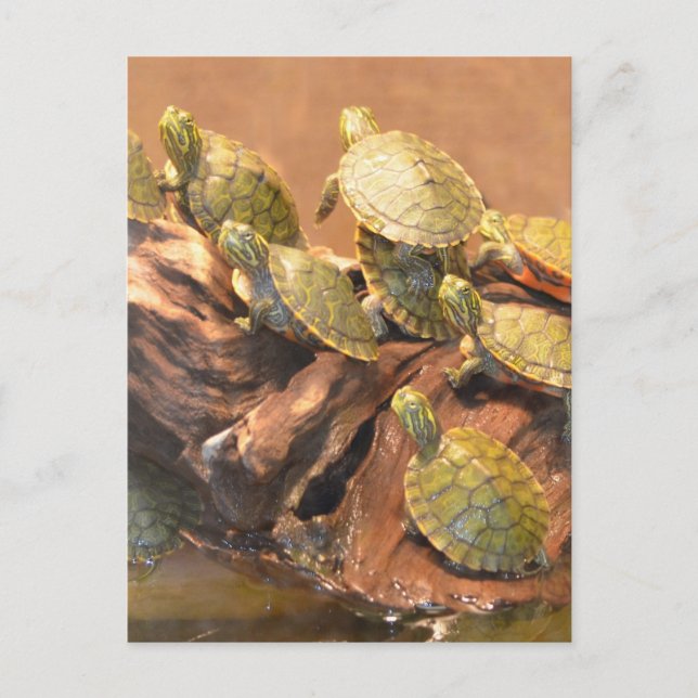 Alabama Red Bellied Turtle 2 (Alabama) Postkarte (Vorderseite)