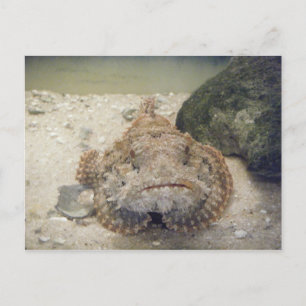 Alabama Sea Life #2 Postkarte