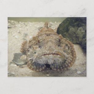 Alabama Sea Life #3 Postkarte