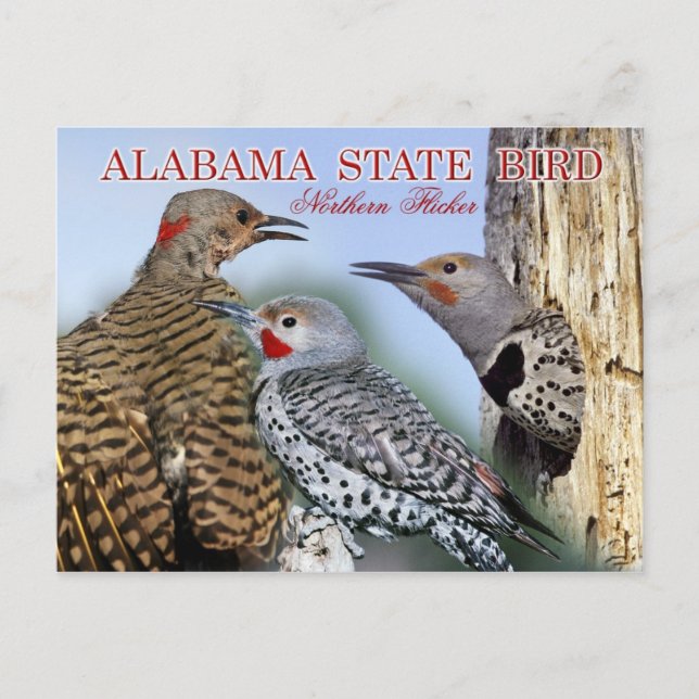 Alabama Staat Bird - Northern Flicker Postkarte (Vorderseite)