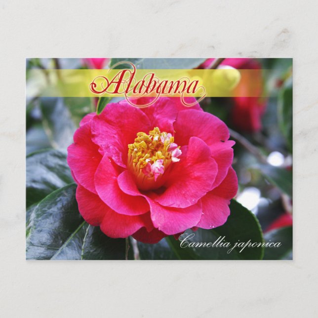 Alabama Staat Blume - Kamelien Postkarte (Vorderseite)